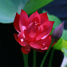 Red Lotus Flower